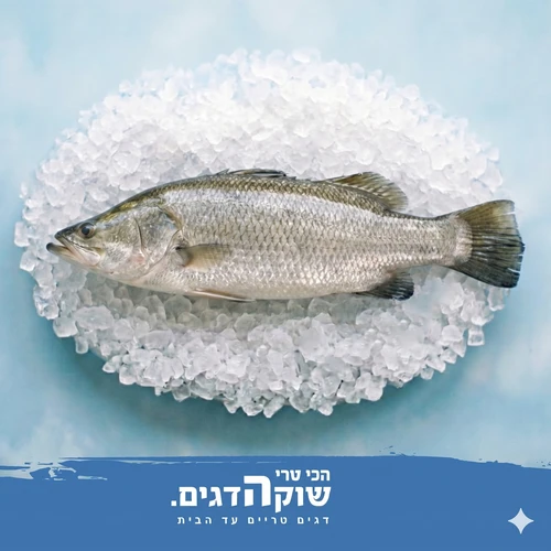 ברמונדי
