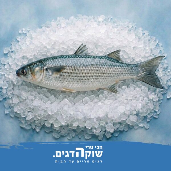 דג בורי טרי