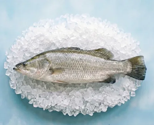 לוקוס אוסטרלי ברמונדי טרי